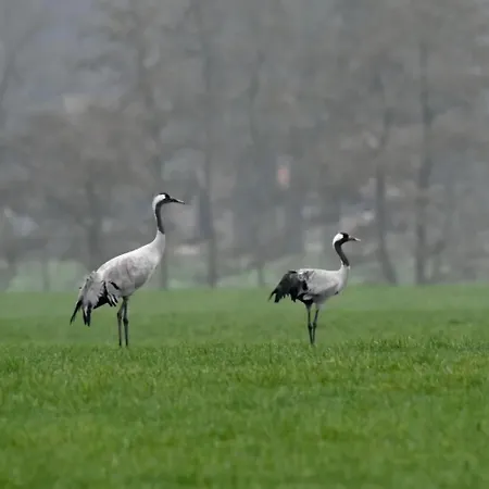 Prázdninový dům Logeerderij Het Landleven