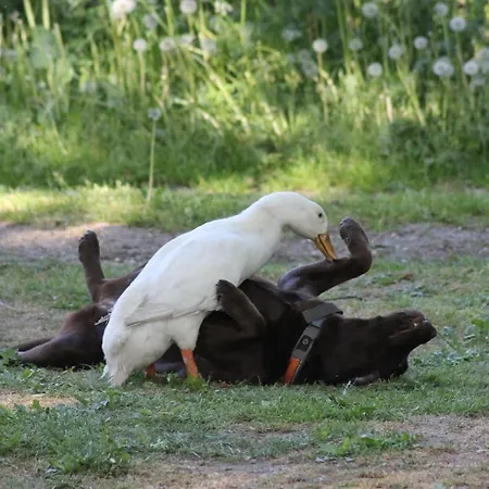Logeerderij Het Landleven * Vragender